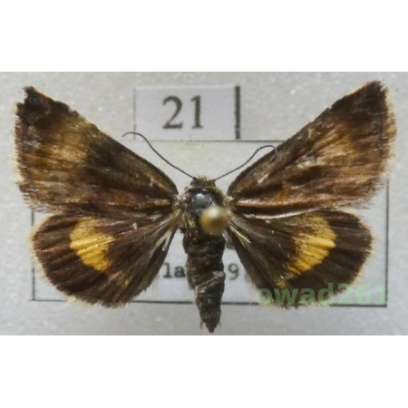 Panemeria tenebrata (Scopoli, 1763) Czech21